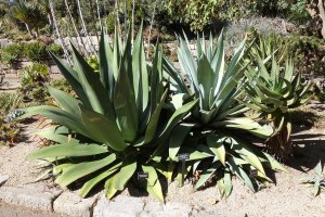 agave salmiana