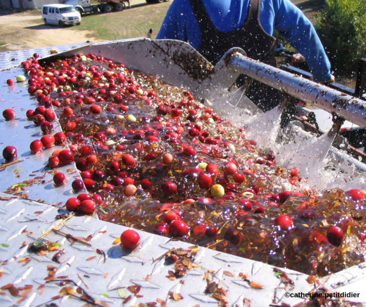 ©catherine.petitdidier (1)