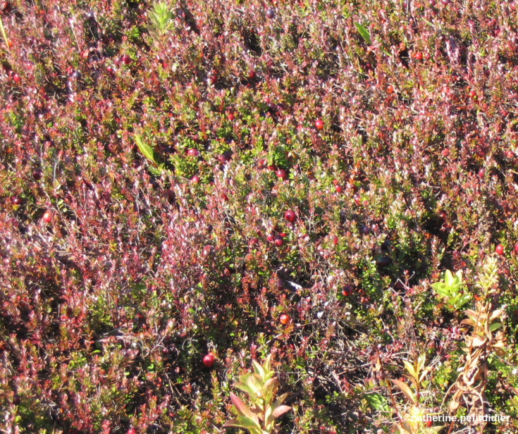 ©catherine.petitdidier (2)