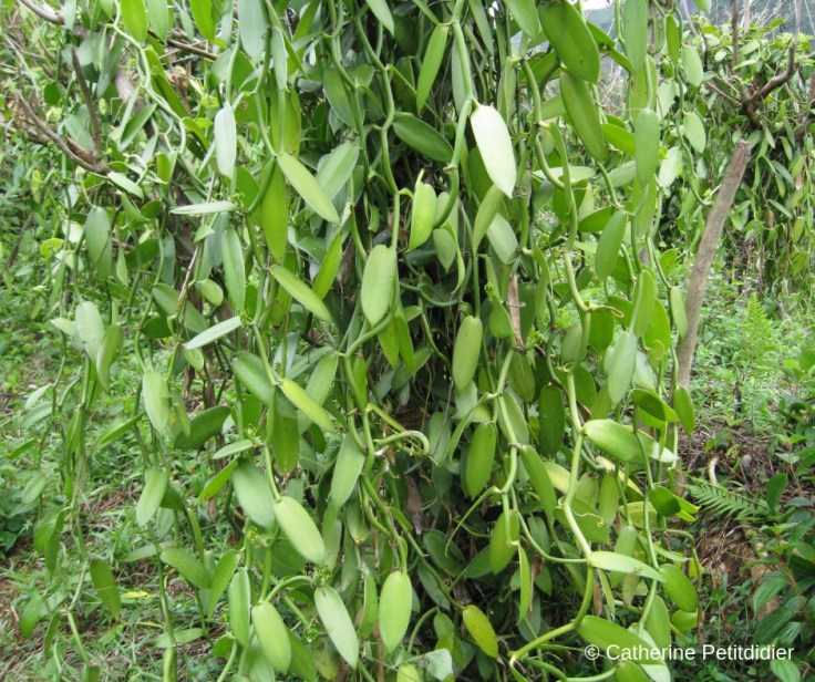 Catherine Petitdidier Naturopathe Puteaux Vanille (5)