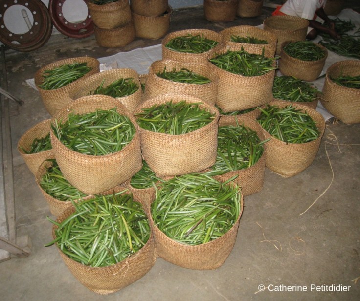 Catherine Petitdidier Naturopathe Puteaux Vanille (7)