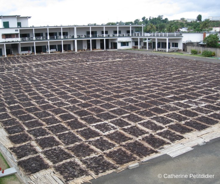 Catherine Petitdidier Naturopathe Puteaux Vanille (8)