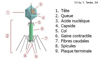 Bacteriophage2