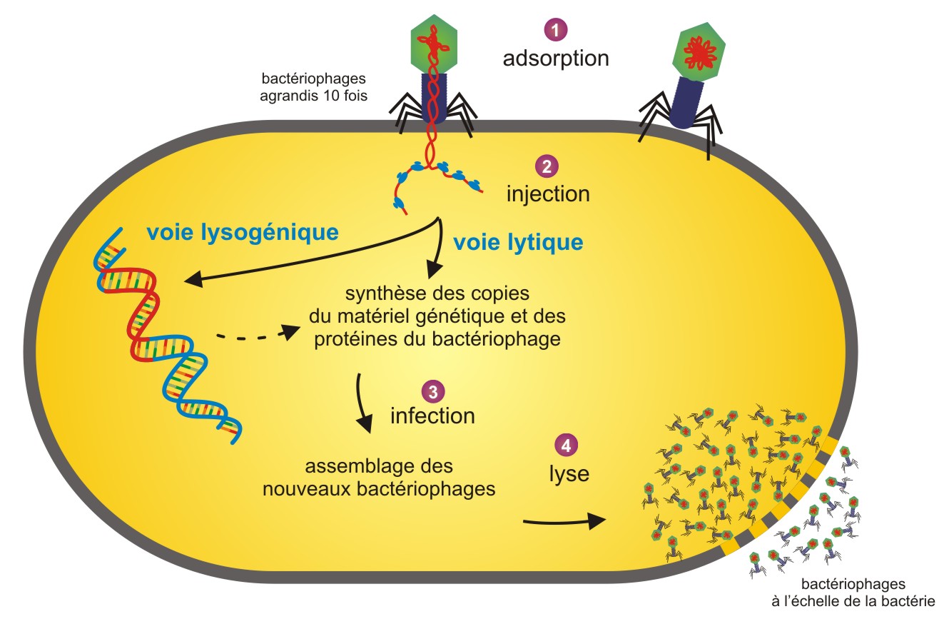research.pasteur.fr_group-laurent-debarbieux