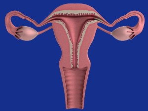 Catherine Petitdidier Naturopathe Puteaux Endo 3